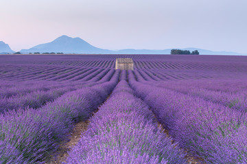 Fototapeta na wymiar sunrise at lavender field