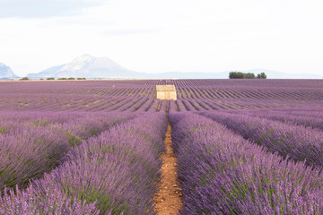 Fototapeta na wymiar lavender field of Valensole 