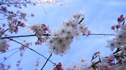 Delicate and beautiful cherry blossom on blue background. Sakura blossom. Japanese cherry blossom.