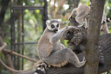 Ring-tailed Lemur (Lemur catta) in the zoo 