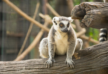 Ring-tailed Lemur (Lemur catta) in the zoo 