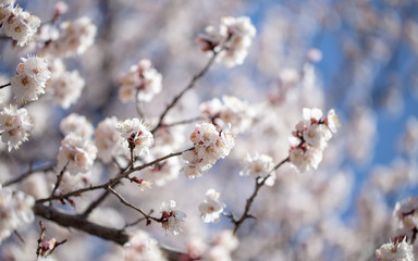 Spring flowers. Branches of flowering apricot against the blue sky. White blossom. Spring background.