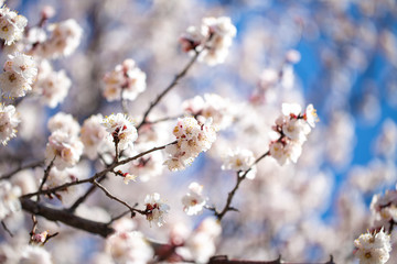 Spring flowers. Branches of flowering apricot against the blue sky. White blossom. Spring background.