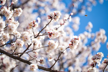 Spring flowers. Branches of flowering apricot against the blue sky. White blossom. Spring background.