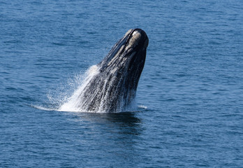 Fototapeta premium Southern Right Whale breaching off the foreshore of Hermanus South Africa