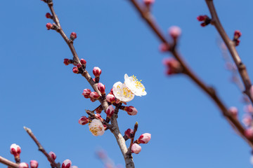 Spring flowers. Branches of flowering apricot against the blue sky. White blossom. Spring background.