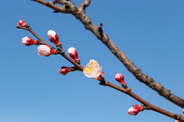 Spring flowers. Branches of flowering apricot against the blue sky. White blossom. Spring background.