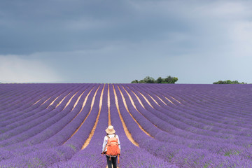 young woman in lavender field - 259457354
