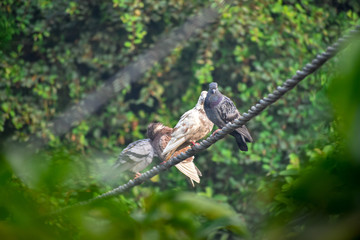 bird of prey