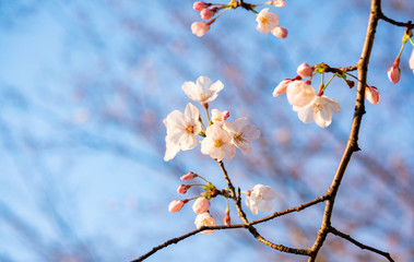 桜