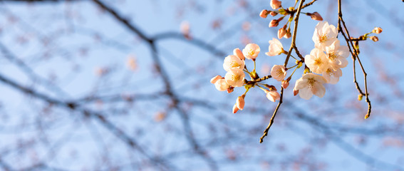 夕日に照らされた桜