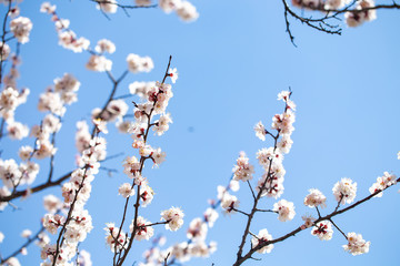 Spring flowers. Branches of flowering apricot against the blue sky. White blossom. Spring background.