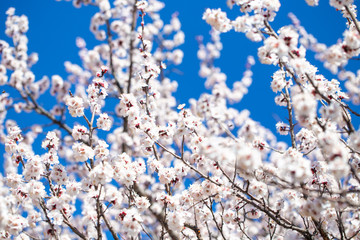 Spring flowers. Branches of flowering apricot against the blue sky. White blossom. Spring background.