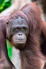 Fototapeta premium Orangutan close up