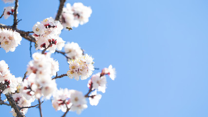Spring flowers. Branches of flowering apricot against the blue sky. White blossom. Spring background.