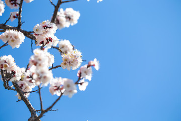 Spring flowers. Branches of flowering apricot against the blue sky. White blossom. Spring background.