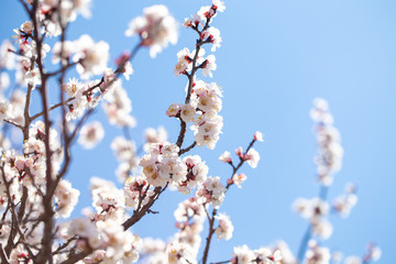 Spring flowers. Branches of flowering apricot against the blue sky. White blossom. Spring background.