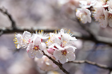 Spring flowers. Branches of flowering apricot against the blue sky. White blossom. Spring background.