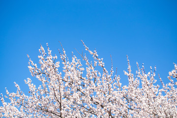 Spring flowers. Branches of flowering apricot against the blue sky. White blossom. Spring background.