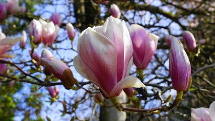 Magnolia blossom tree. Beautiful magnolia flowers against blue sky background close up.