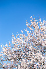 Spring flowers. Branches of flowering apricot against the blue sky. White blossom. Spring background.