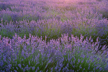 lavender field in provence france - 259457950