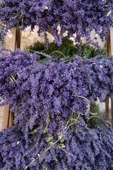 bunches of lavender - 259457958