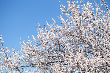 Spring flowers. Branches of flowering apricot against the blue sky. White blossom. Spring background.