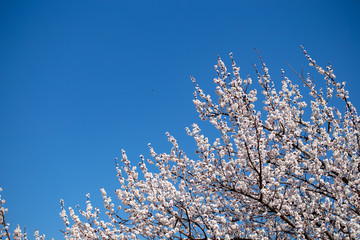 Spring flowers. Branches of flowering apricot against the blue sky. White blossom. Spring background.