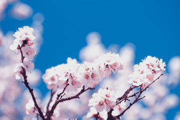 Spring flowers. Branches of flowering apricot against the blue sky. White blossom. Spring background.