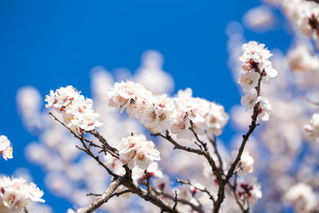 Spring flowers. Branches of flowering apricot against the blue sky. White blossom. Spring background.