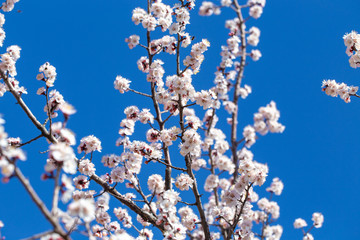 Spring flowers. Branches of flowering apricot against the blue sky. White blossom. Spring background.