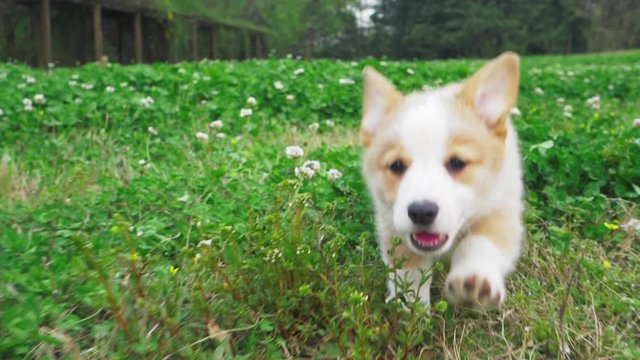 lovely small pretty corgis running in the clover field one after another straddling legs their hair waving in the wind happily and cheerfully on the daytime group of happy Corgi puppy running outdoor