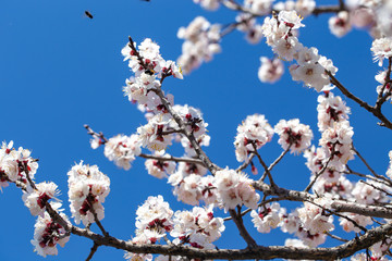 Spring flowers. Branches of flowering apricot against the blue sky. White blossom. Spring background.