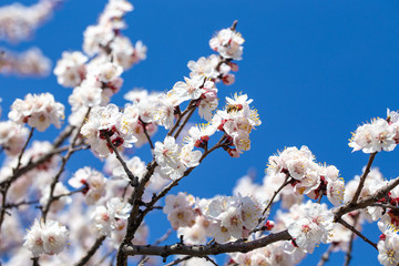 Spring flowers. Branches of flowering apricot against the blue sky. White blossom. Spring background.