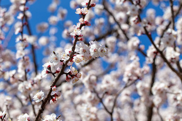 Spring flowers. Branches of flowering apricot against the blue sky. White blossom. Spring background.