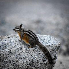 chipmunk on rock