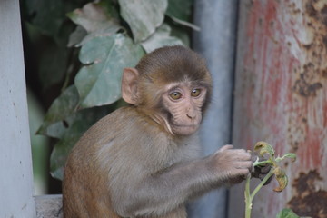 animal mamífero llamado mono con mucho cabello y ojos grandes