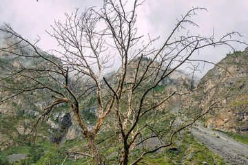 Fototapeta na wymiar Dead dry tree against the mountains. Dry wood among the rocks. Landscape tree branches without leaves in the background mountain. Cloudy day in Altai mountains, Russia.