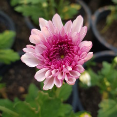 Obraz premium pink flower