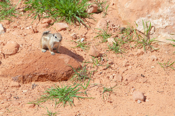 Obraz premium Valley Of Fire