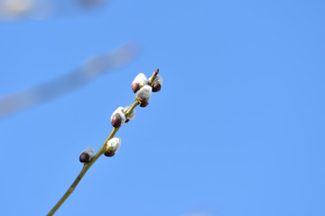 Branch of pussy-willow on background of blue sky close up