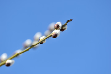 Branch of pussy-willow on background of blue sky close up