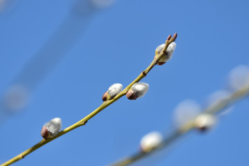 Branch of pussy-willow on background of blue sky close up