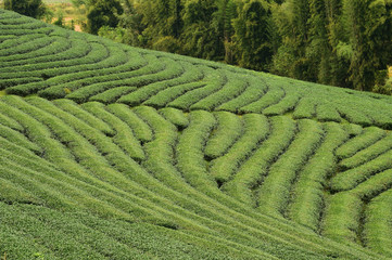 Tea plantation in Chiang Rai, Thailand