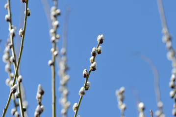 Branches of pussy-willow on background of blue sky