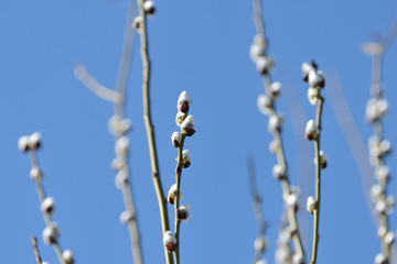 Branches of pussy-willow on background of blue sky