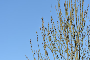 Bush of pussy-willow on background of blue sky