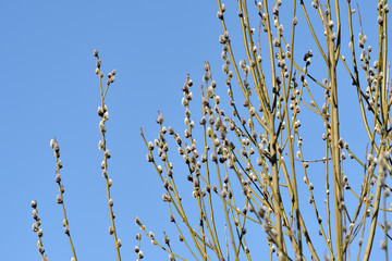 Bush of pussy-willow on background of blue sky