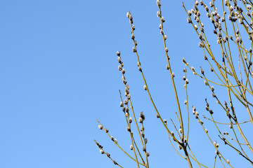 Fototapeta premium Bush of pussy-willow on background of blue sky